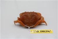 藏品(兇猛酋婦蟹)的圖片